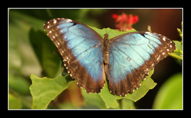 LT Papillon 06